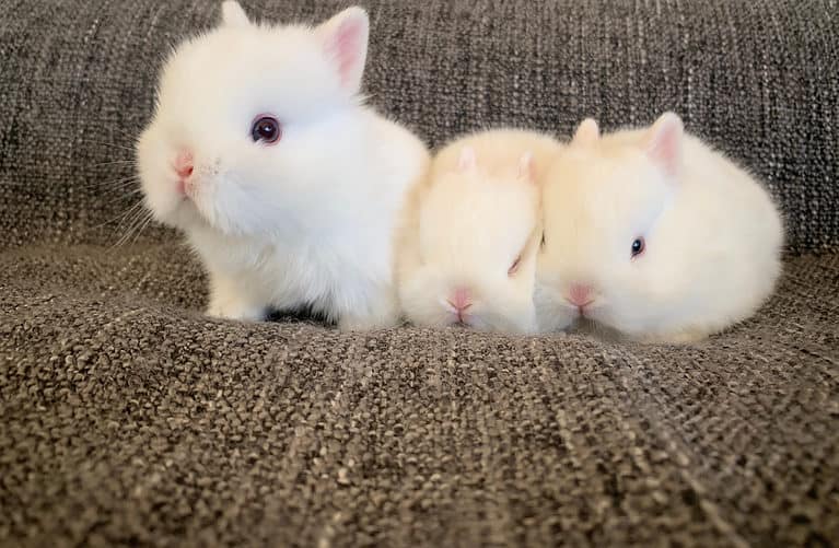 Netherland dwarf white baby rabbits