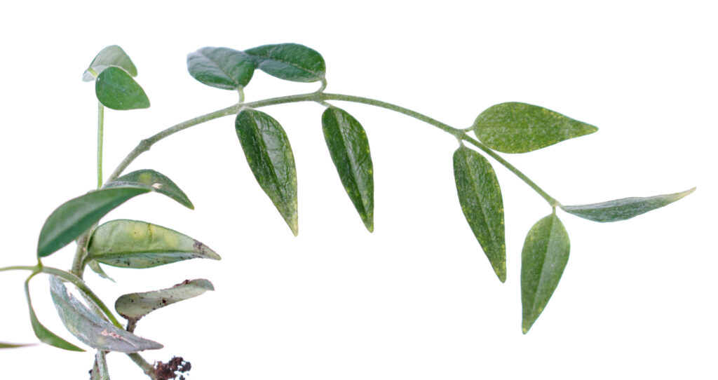 Bella hoya leaves against a white background