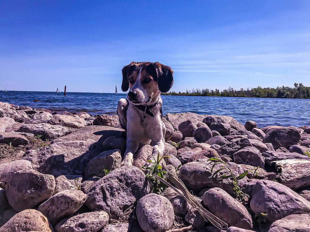 Collie beagler on rocks