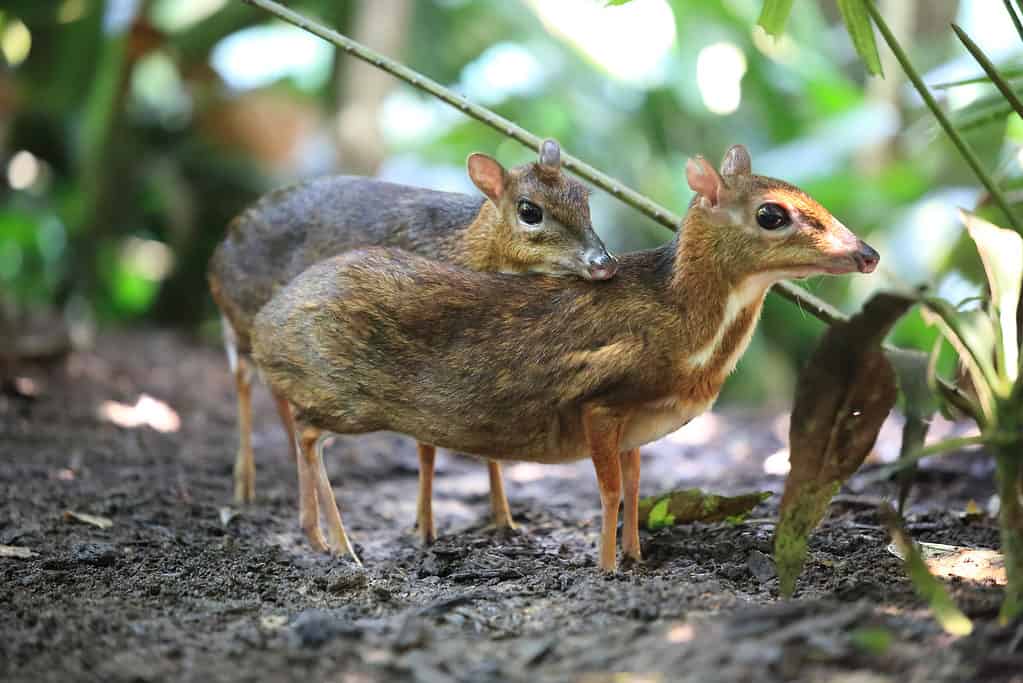 Mouse-Deer (Chevrotain) 1 - Two Mouse-Deer