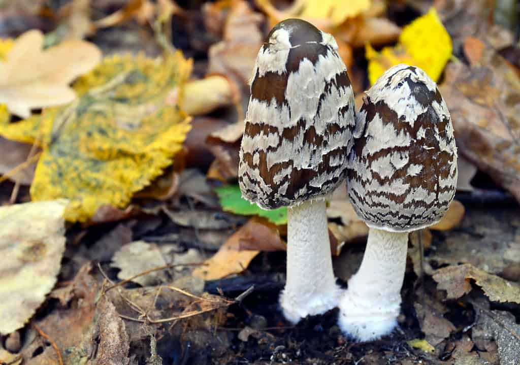 Coprinopsis picacea, magpie inkcap