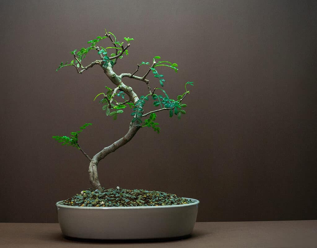 Young Chinese pepper bonsai