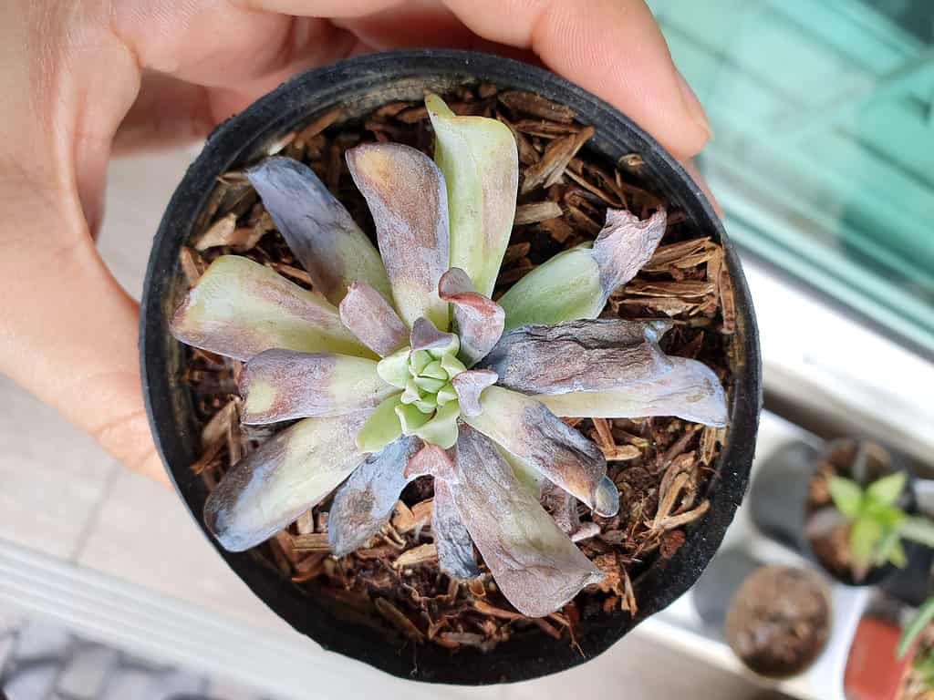 You can save a succulent from underwatering by giving it a good soak