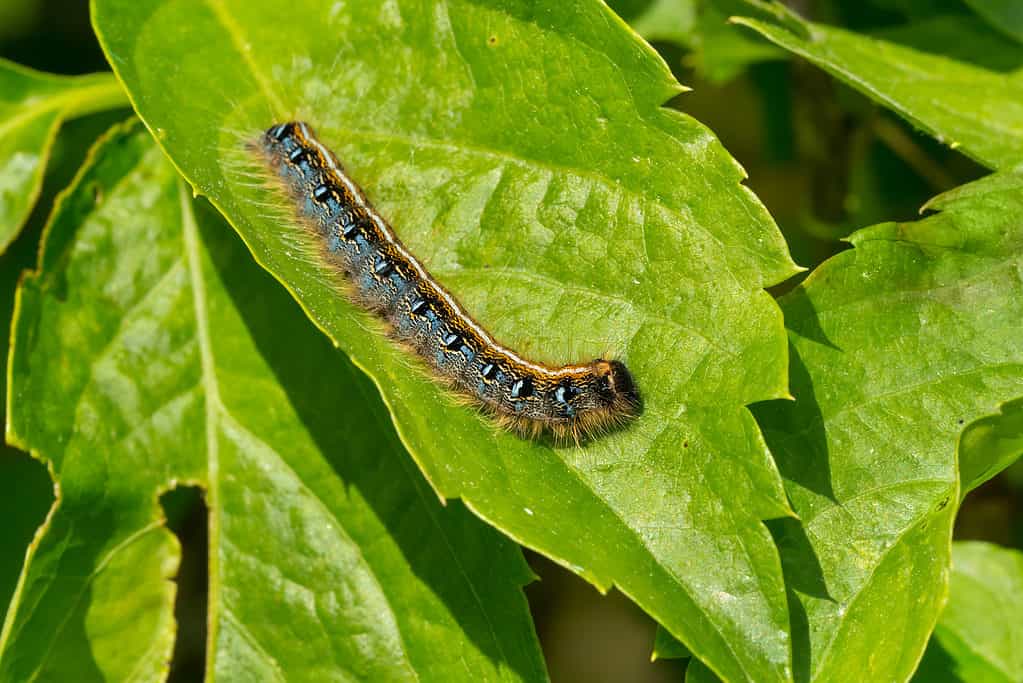 An Eastern tent caterpillar is visible on a green leaf. The caterpillar's head is sticking up off th leaf, as if it has noticed thee camera and is posing! The caterpillars is at an a40-45 degree vertical angle with its tail in the upper left frame, and its head in low center frame,. Or, the tail is at 11 o'clock, and the head is at 5 o'clock. The caterpillar is primarily earth tones with blue accents. It has setae, bristly hairs, extending from the sides of its body.