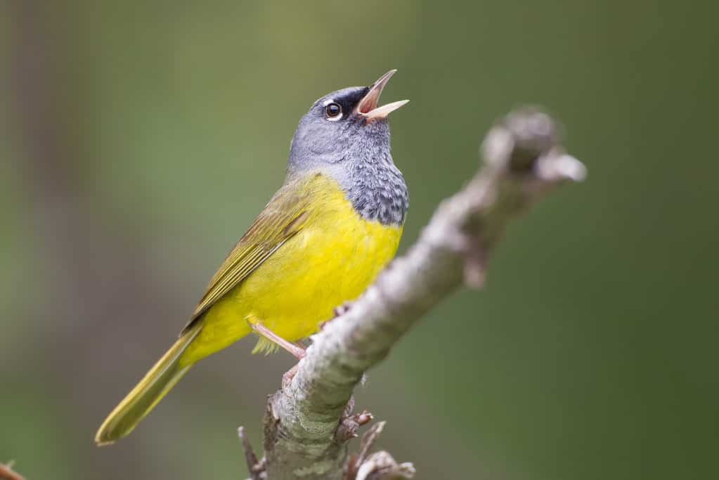 MacGillivray's Warbler, Geothlypis tolmiei, singing on a branch.