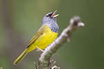 MacGillivray's Warbler