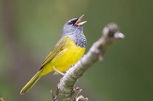 MacGillivray's Warbler, Geothlypis tolmiei, singing on a branch.