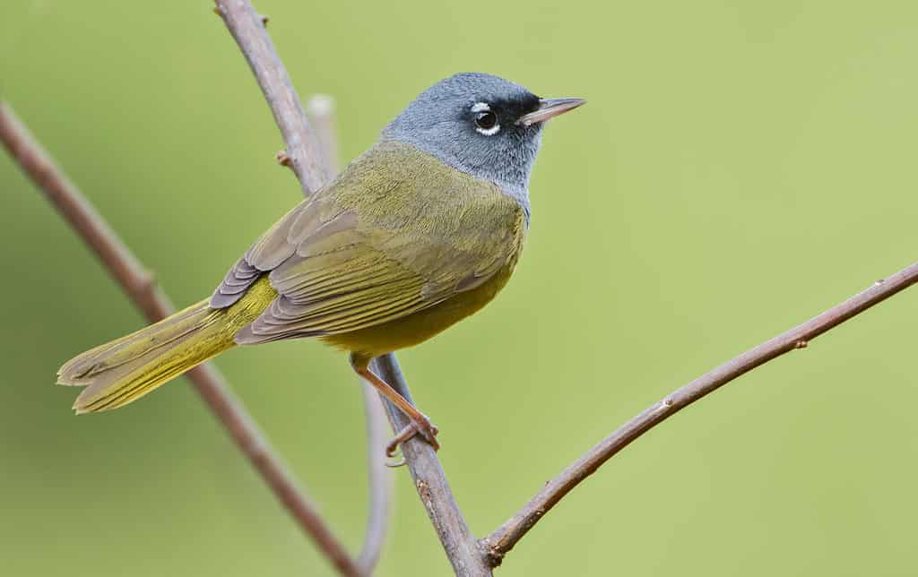 Back side of a MacGillivray's Warbler, Geothlypis tolmiei.