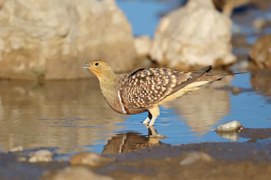 Namaqua sandgrouse (Pterocles namaqua) drinking water, Kalahari desert, South Africa