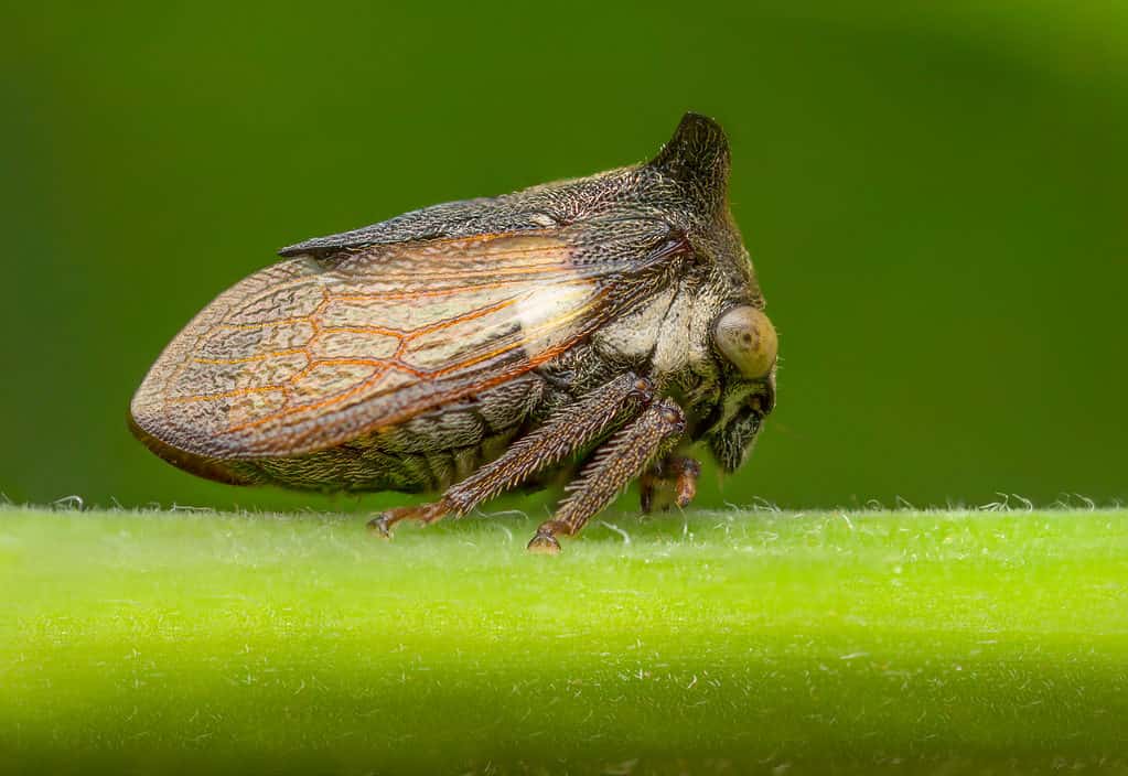 closeup of tree hopper
