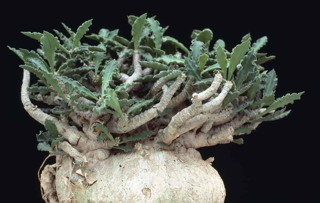 Fockea crispa root succulent