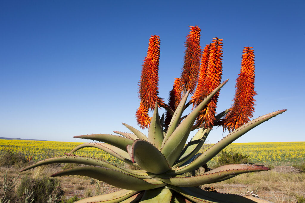 Aloe ferox is a tree aloe