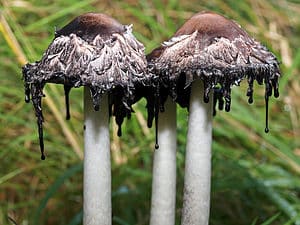 How to Get Rid of Mushrooms in Your Yard Picture