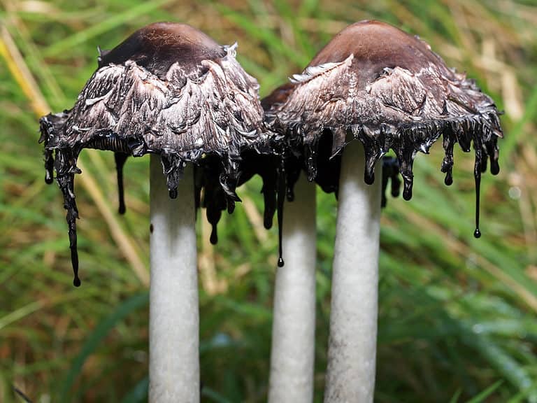 Inky cap mushrooms