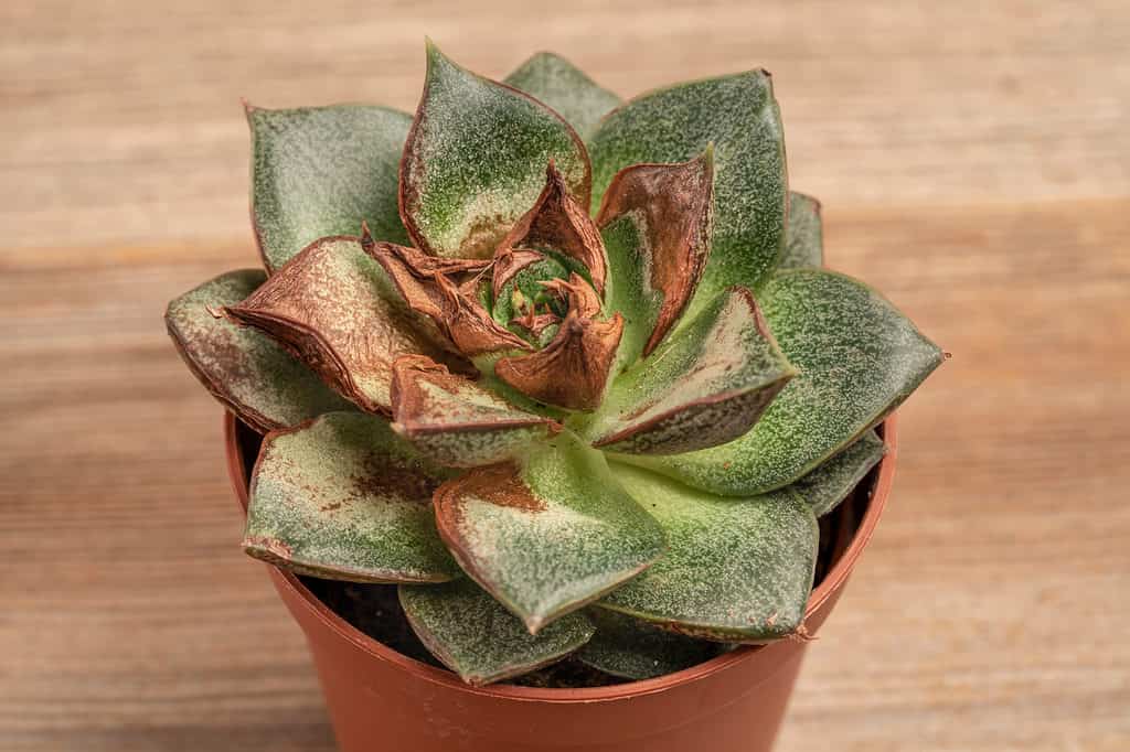 Succulent with dried leaves