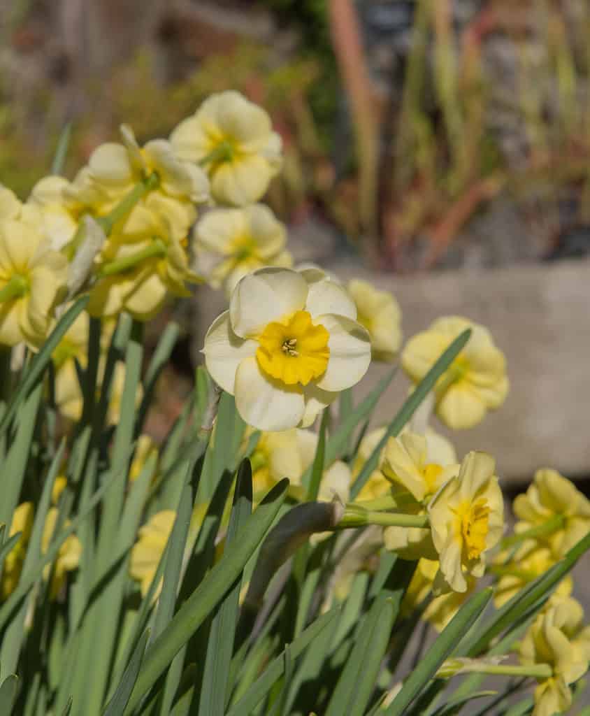 'Sun Disc' Jonquil Daffodils