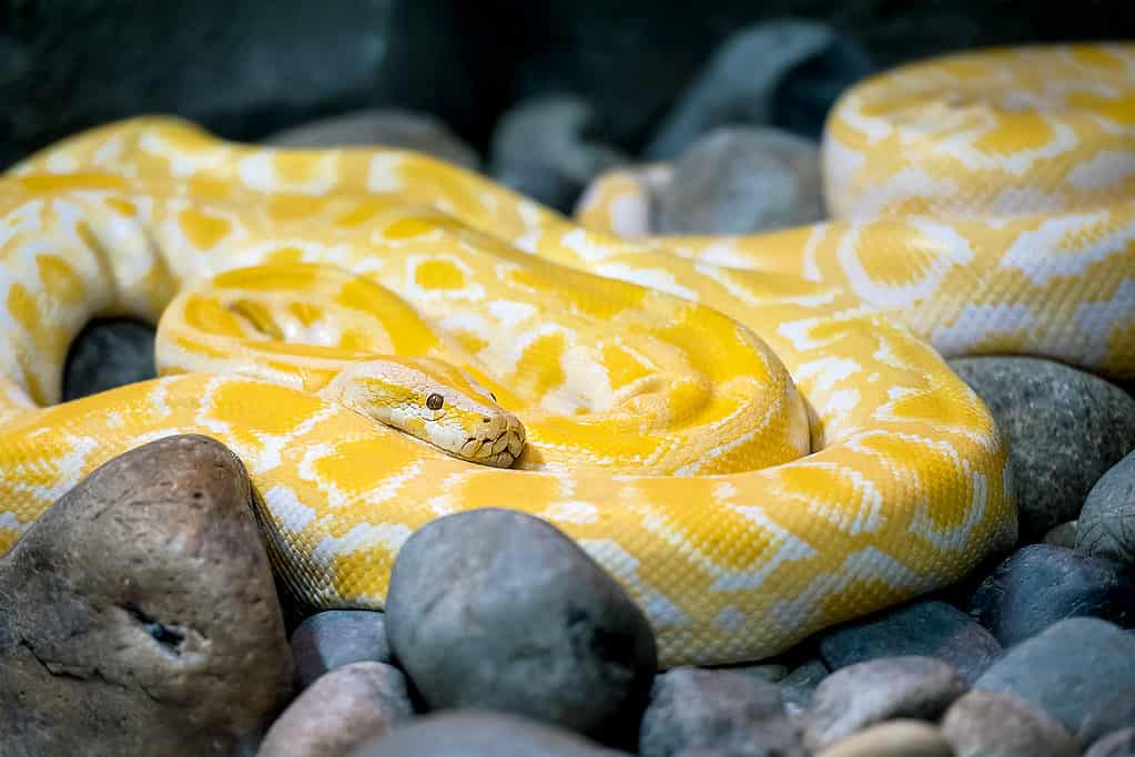 Albino boa constrictor found in Florida backyard: 9 feet, 52 pounds