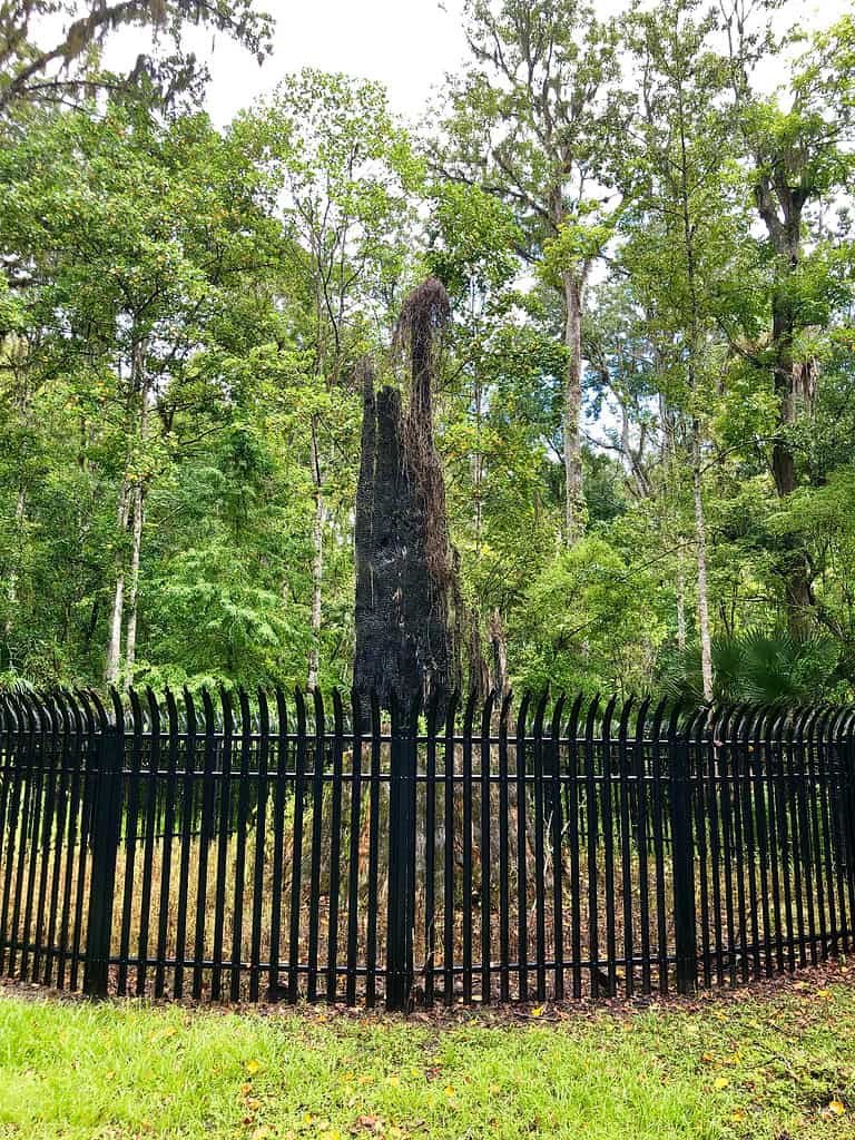 The Senator tree remains in Florida