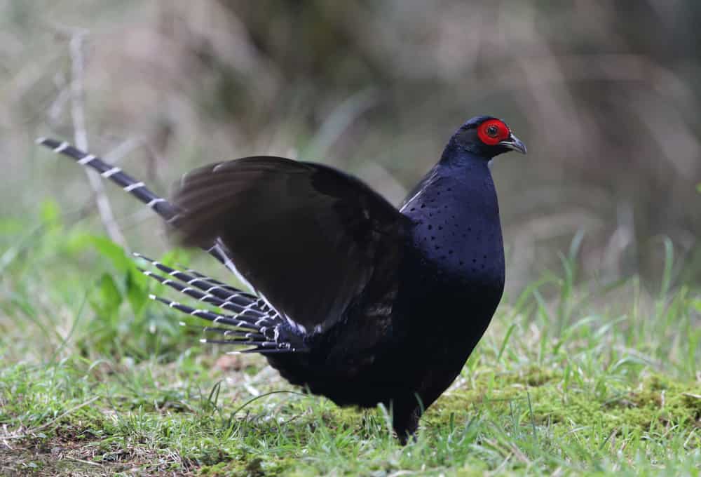 mikado pheasant