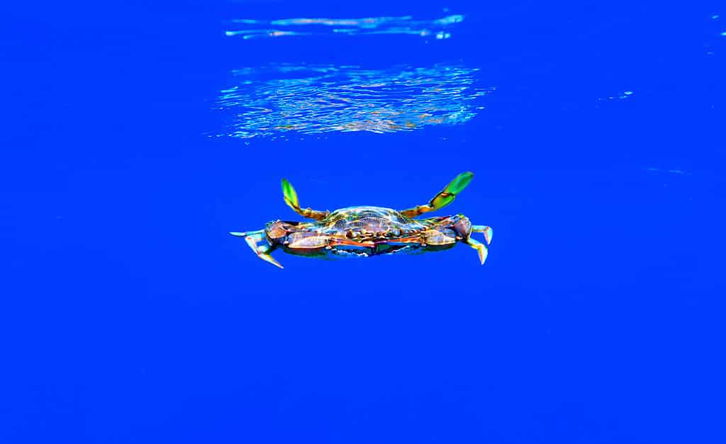 The blue crab - (Callinectes sapidus)