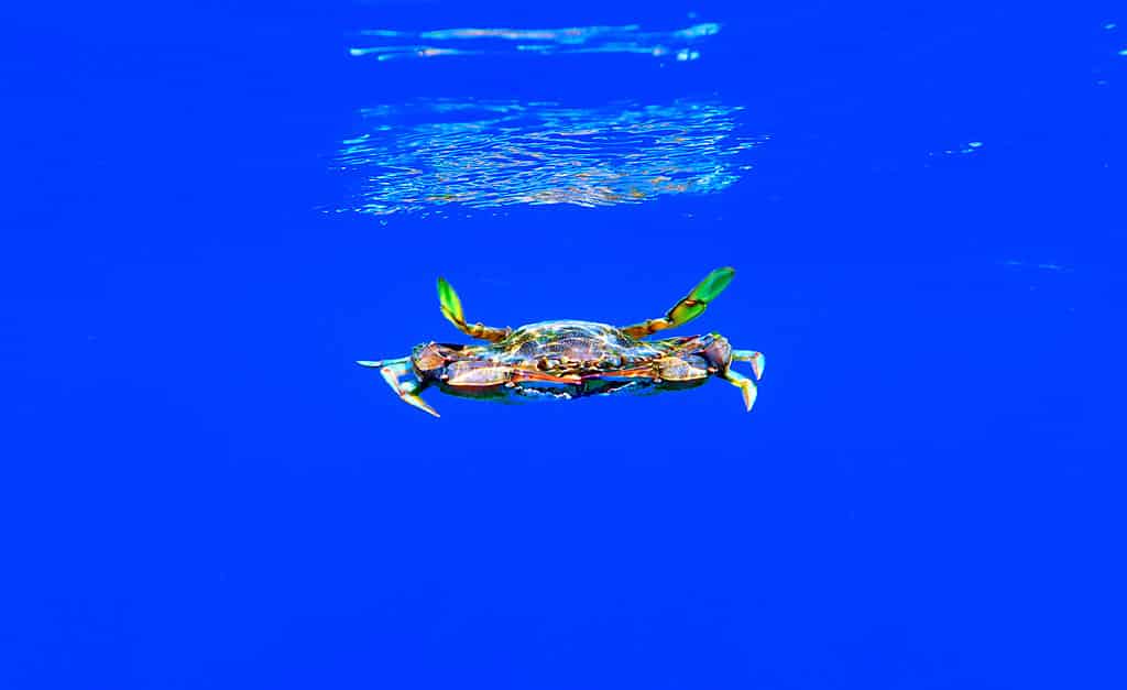 The blue crab is the most common crab found in the Gulf of Mexico near Texas.