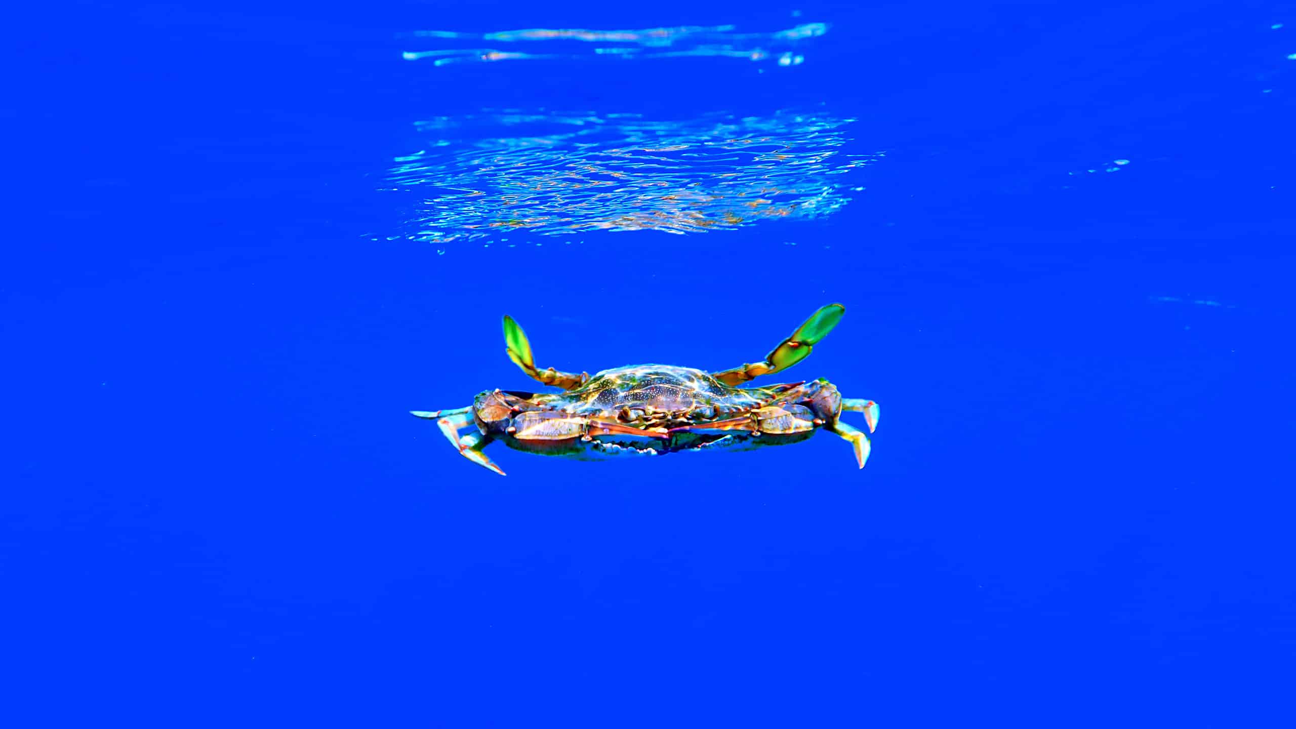 blue crab in water