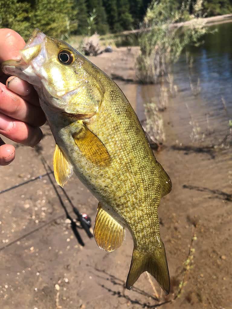 Spotted Bass