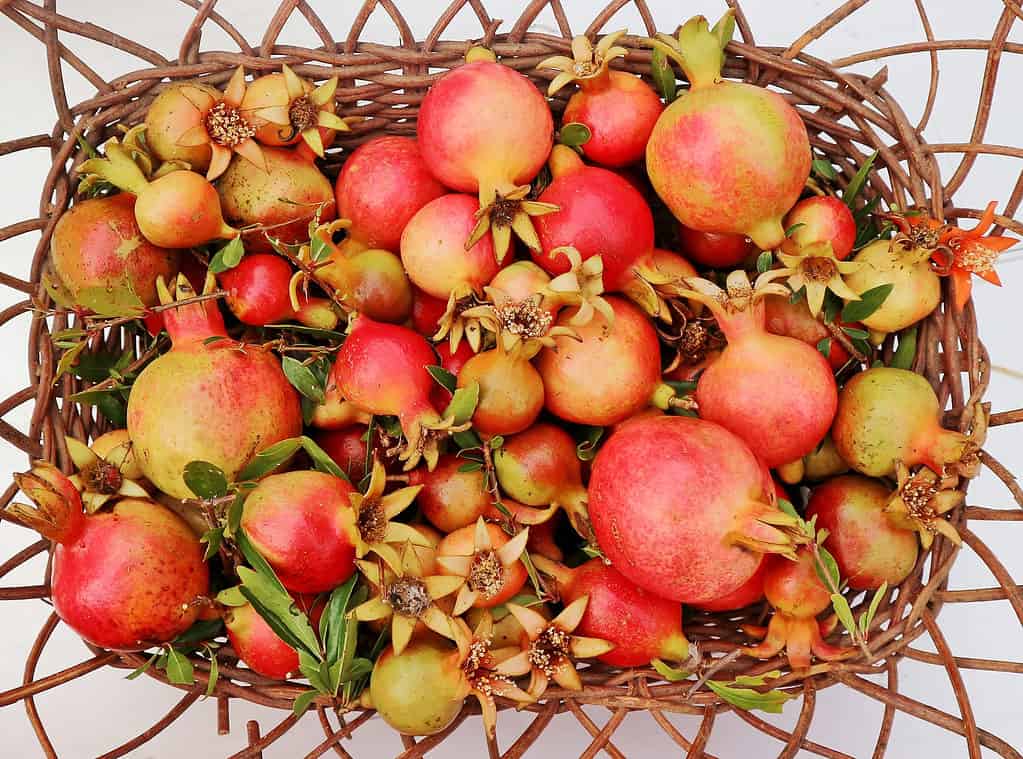 Wicker basket full of dwarf pomegranate fruit