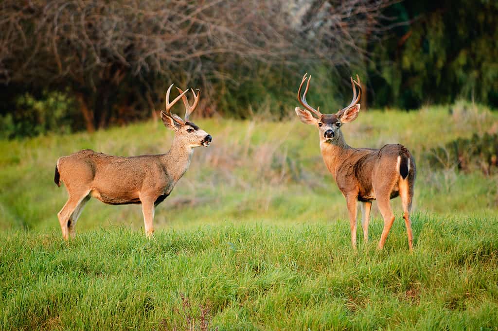 Blacktail deer have large ears and antlers