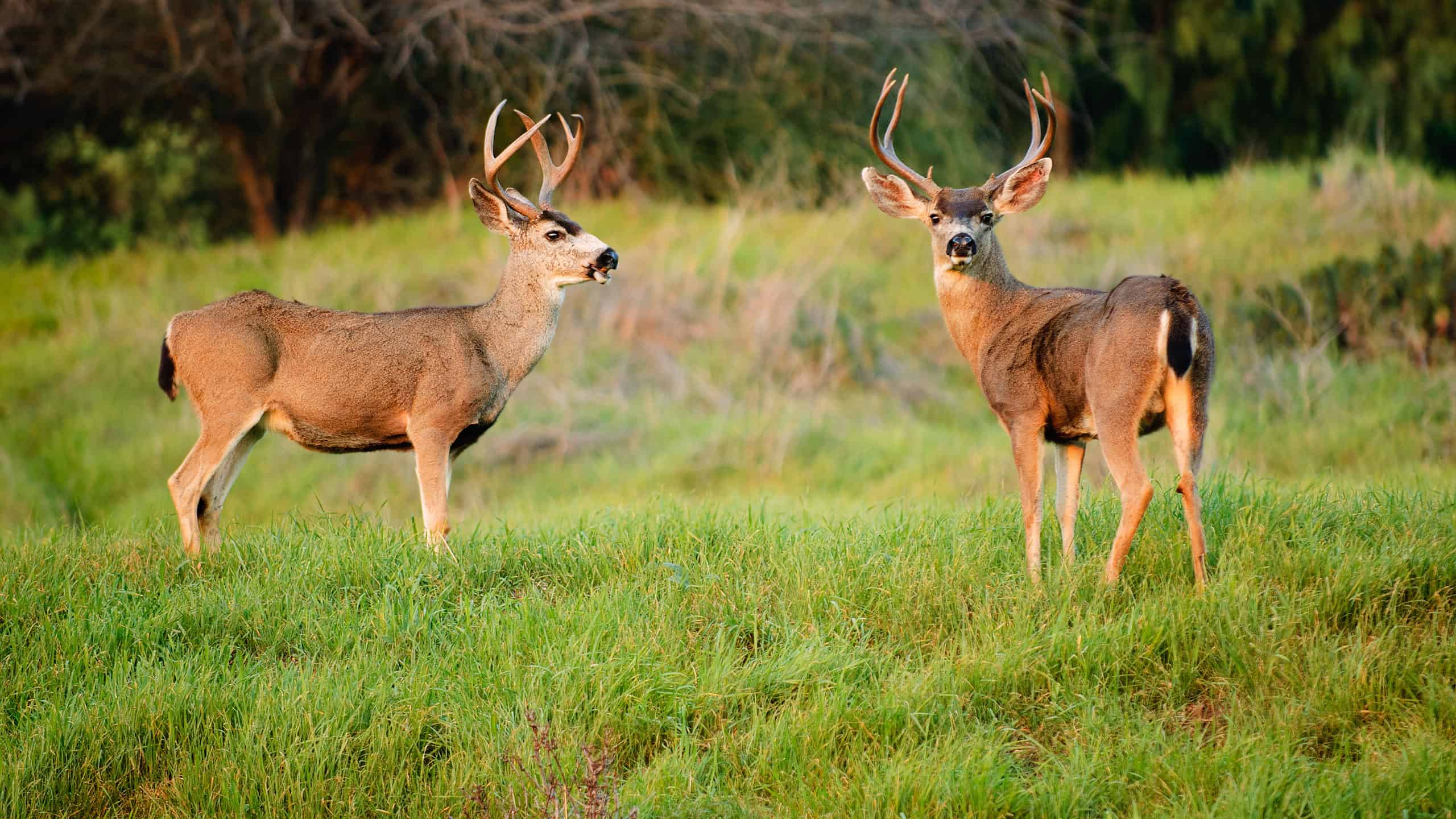 Blacktail deer bucks