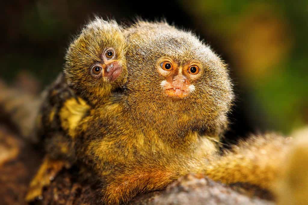 pygmy marmoset full grown