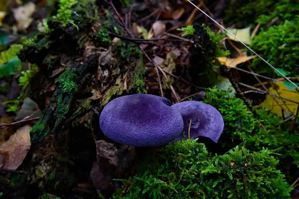 Champignon violet (Cortinarius violaceus)