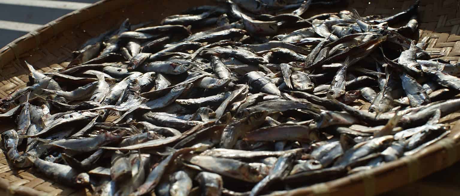 Anchovies AZ Animals