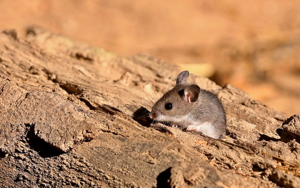 Eastern deer mouse, Peromyscus maniculatus, sitting on a log.