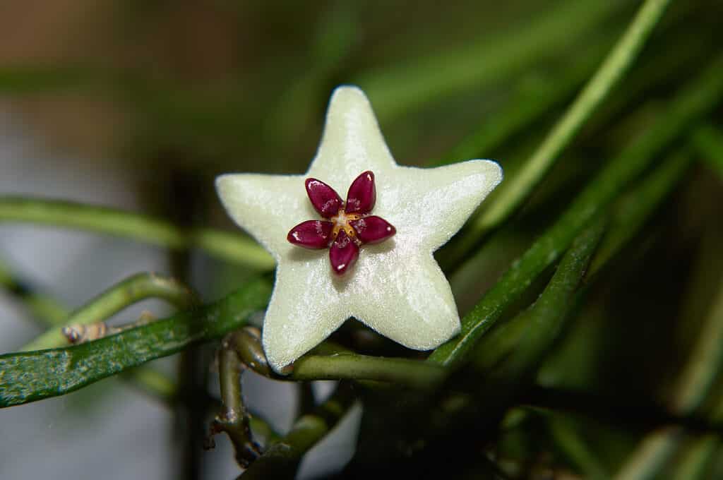 Single Hoya retusa flower close up