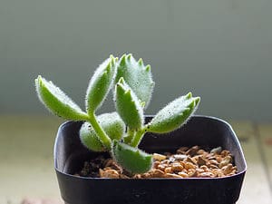 10 Types Of Fuzzy Succulents Picture
