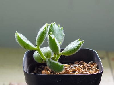 A 10 Types Of Fuzzy Succulents