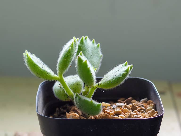 Cotyledon Tomentosa or bear's paw.