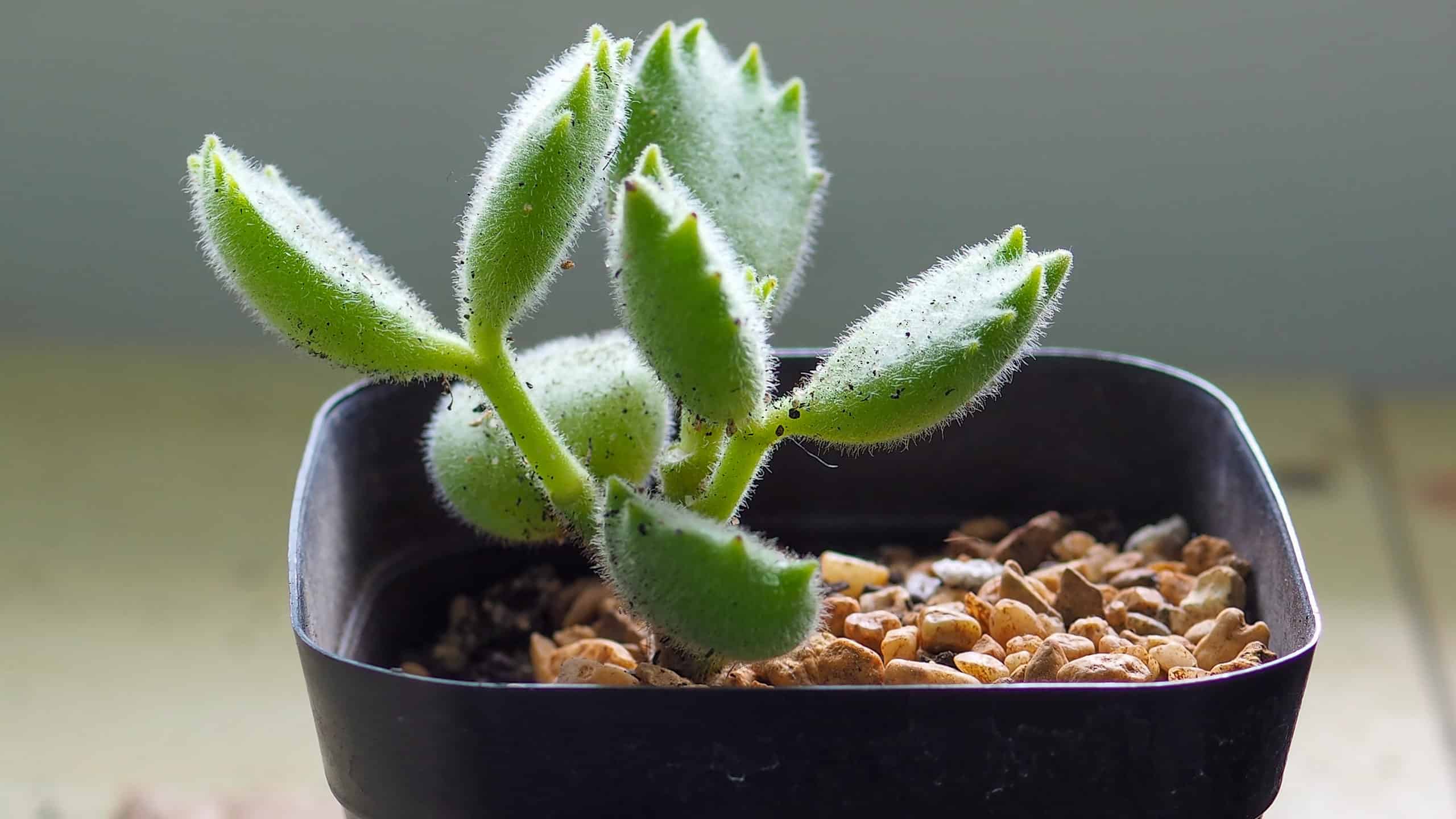 types of fuzzy succulents
