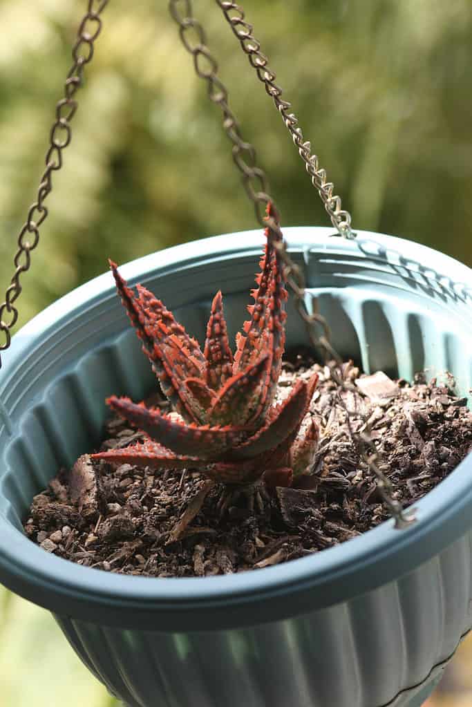 Aloe “Christmas Carol” succulent has beautiful green leaves covered with little red spines.