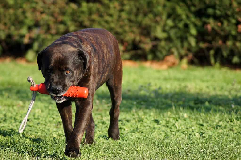 Bullweiler carrying a toy