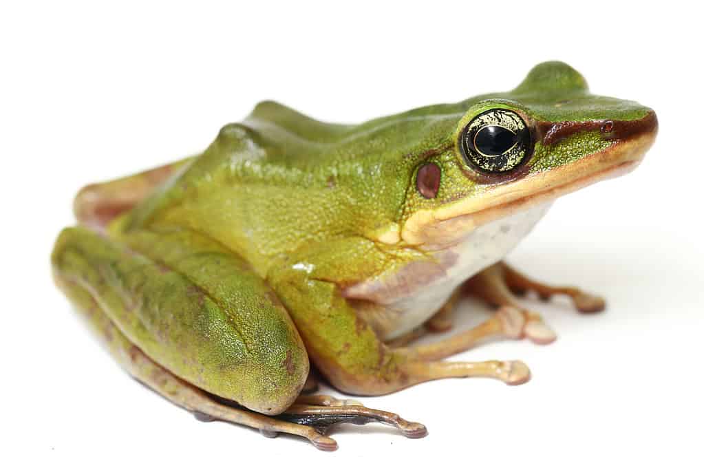 Common Southeast Asian Green Tree Frog - Polypedates leucomystax isolated on white background