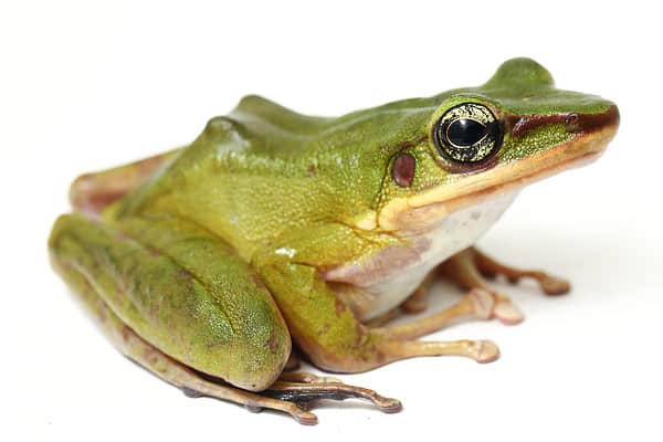 Green Tree Frog - A-Z Animals