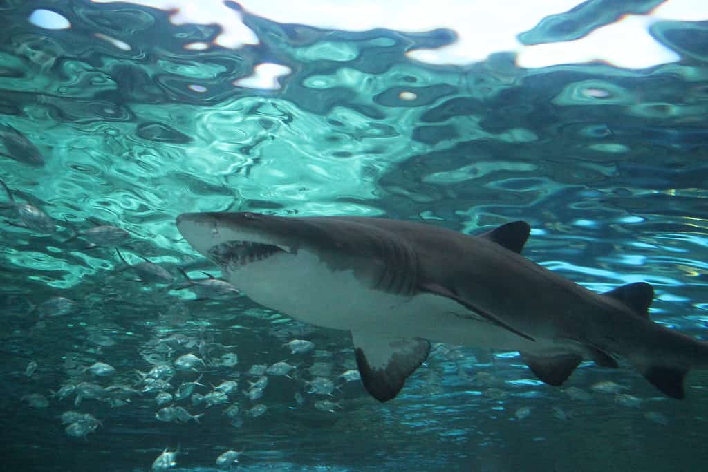 Shark at Myrtle Beach, South Carolina