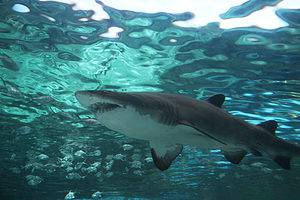 Sharks in Myrtle Beach: Types and How Often They Are Seen Picture