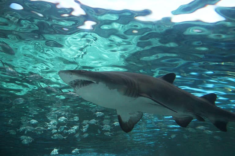 Shark at Myrtle Beach, South Carolina