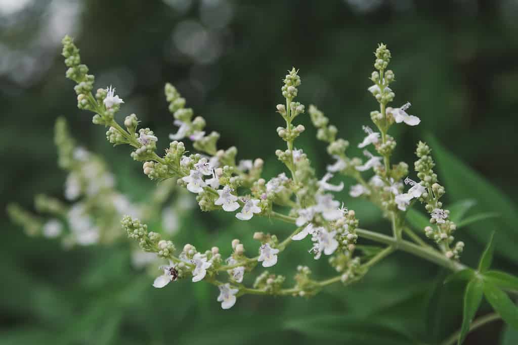 Five-leaved chaste tree, Chinese chaste, Indian privet, Negundo chest nut (Vitex negundo) in the vegetable and herb garden