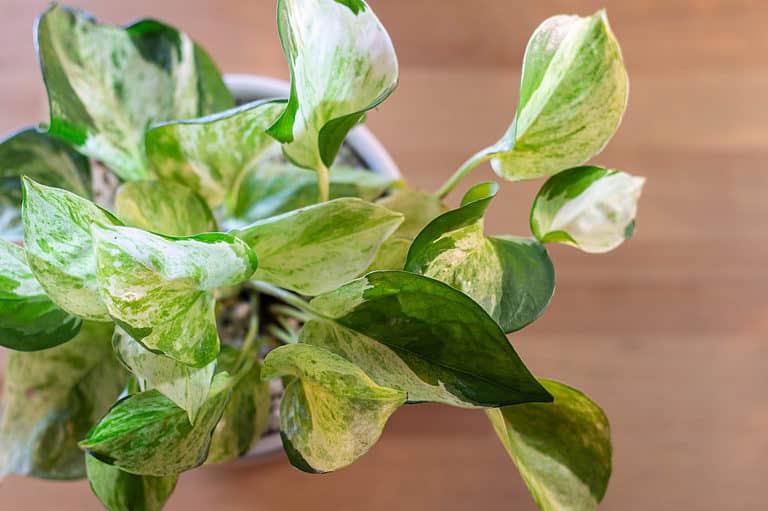 A closeup of a Manjula pothos in a white pot