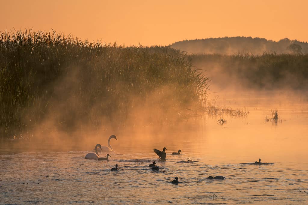 Swans and other birds on the Biebrza River on a foggy morning, Goniadz, Podlaskie, Poland
