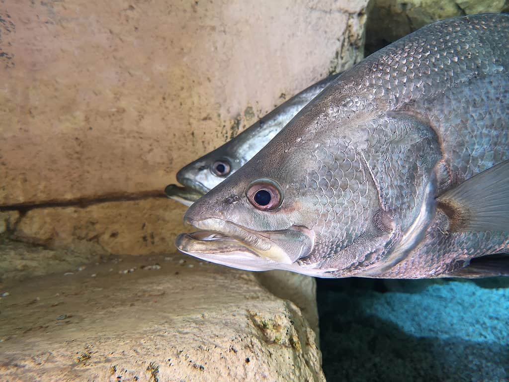Nile perch are big silver fish.